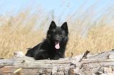 SCHIPPERKE 110